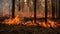 Ecosystem Management Forest Fire Controlled Burning Promotes Biodiversity