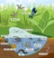 Ecosystem of pond. Insects and other invertebrates animals in their natural habitat