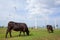 Ecosystems farming. Wind turbines or Wind generators in farming, cows, grassland, clouds and light blue sky. Alternative energy.