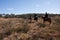 Ecotourism horse riders in Australian bush