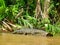 Ecotourism in Tortuguero , Costa Rica. Alligator. Cocodrile
