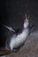 Ecstasy of a penguin.  humboldt penguin itches on a rock with pleasure, the bird is happy