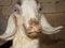 Ecthyma | Overview of Contagious Ecthyma in the mouth of the goat . veterinary medicine animal diseases veterinarian sheep - cow V