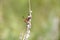 Ectophasia crassipennis, parasitic tachinid fly sitting on dry plant stem.