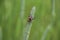 Ectophasia crassipennis, parasitic tachinid fly sitting on timothy flower.