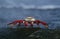 Ecuador Galapagos Islands Sally Lightfoot Crab on rock close up