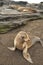 Ecuador. The Galapagos Islands. Seals are sleeping on the beach.