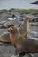 Ecuador. The Galapagos Islands. Seals are sleeping on the beach.