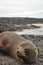 Ecuador. The Galapagos Islands. Sleepy Seals on rocky beach