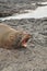 Ecuador. The Galapagos Islands. Yawning Seals on rocky beach