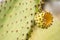 Ecuador, Galapagos: old endemic giant cactus-tree