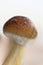 Ecuador magic mushroom - Ecuadorian Psilocybe Cubensis