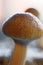 Ecuador magic mushroom - Ecuadorian Psilocybe Cubensis