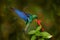 Ecuador wildlife. Great sapphirewing, Pterophanes cyanopterus, big blue hummingbird, Yanacocha, Pichincha in Ecuador. Bird sucking