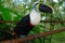 The ecuadorian amazonian rain forest toucan