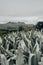 Ecuadorian Andean mountains showing paramo type vegetation