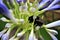 Ecuadorian Honeybee collecting pollen on blue lily