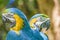 Ecuadorian Parrots at Zoo, Guayaquil, Ecuador