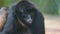 Ecuadorian Spider Monkey portrait. Common names: Mono arana, maquisapa.