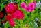 Ed and pink phlox on the background of blurred greens and other colors. Composition of beautiful phlox and green plants in the