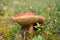 Edable mushroom -Boletus edulis in the forest