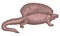 Edaphosaurus dinosaur - hand drawn vector illustration