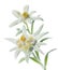 Edelweiss