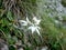 Edelweiss alpine flower