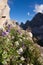 Edelweiss alpine flower