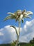 Edelweiss Alpine Flower