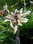 Edelweiss Alpine Flower