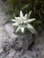 Edelweiss alpine flower