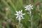 Edelweiss alpine herb against grass in summer