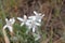Edelweiss alpine herb against grass in summer