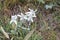 Edelweiss alpine herb against grass in summer
