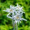 Edelweiss Alpine or Leontopodium lat. Leontopodium