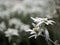 Edelweiss alpine star flower in dolomites