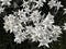 Edelweiss alpine star flower in dolomites
