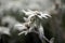 Edelweiss alpine star flower in dolomites