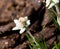 Edelweiss beautiful mountain flower