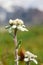 Edelweiss beautiful mountain flower