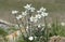 Edelweiss, endangered and strictly protected mounatain flower