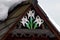 Edelweiss, a european mountain flower