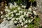 Edelweiss flower .