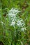 Edelweiss flower