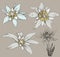 Edelweiss flower