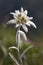 Edelweiss flower