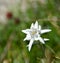 Edelweiss flower in bloom