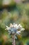 Edelweiss flower blossoming