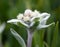 Edelweiss flower close-up